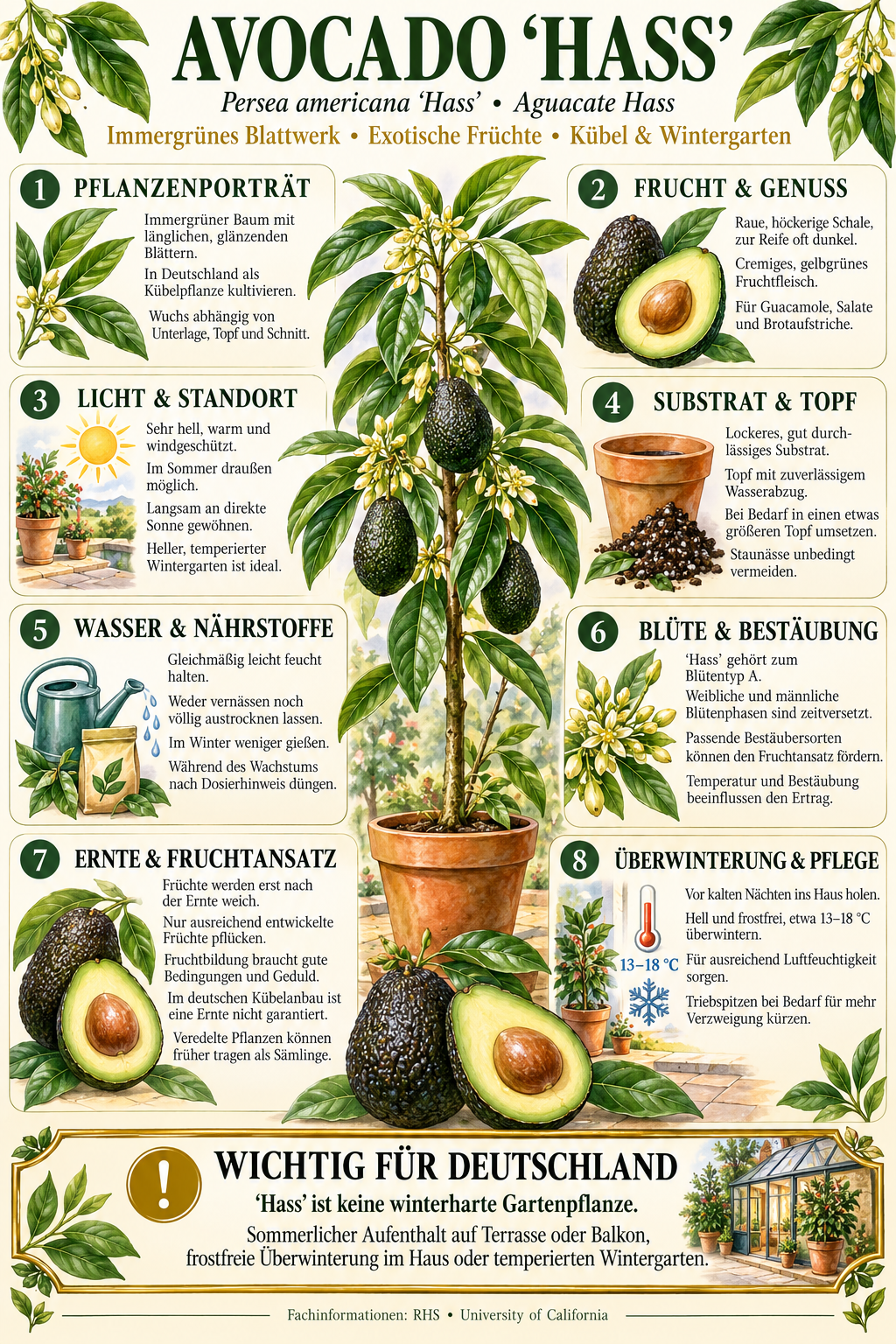 Avocadobaum ‘Hass’ – Avocado-Pflanze (Persea americana) für Kübel, Terrasse & Wintergarten – 150–200 cm inkl. Topf