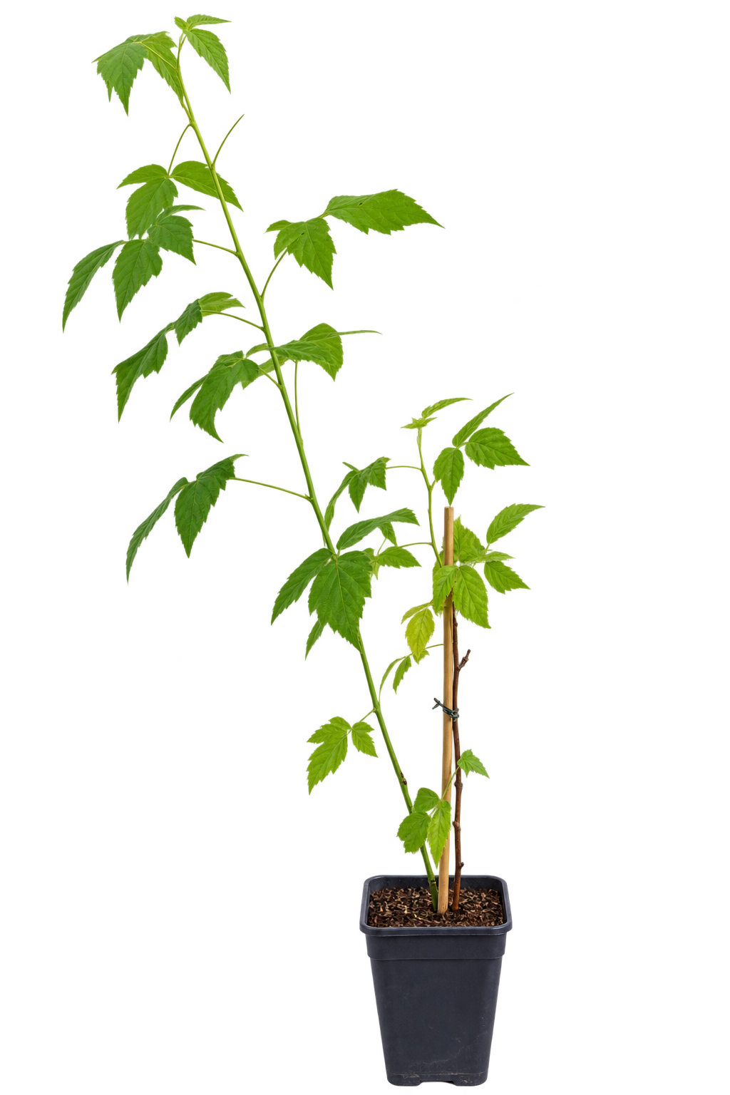 Rubus occidentalis 'Black Jewel' 50–70 cm – Schwarze Himbeere – winterharte Beerenpflanze für Garten & Kübel