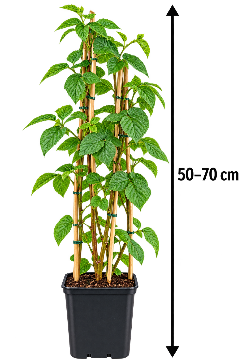 Dornlose Brombeere ‘Chester Thornless’ 50–70 cm – Rubus fruticosus, Beerenstrauch für Garten, Spalier & Kübel