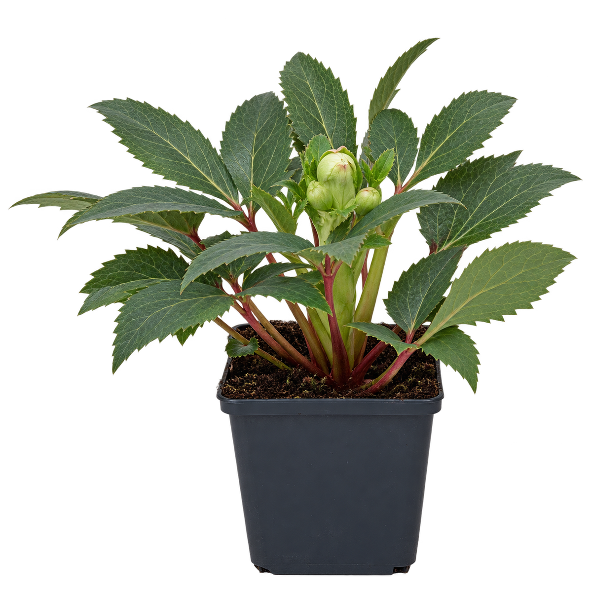 Helleborus × sternii – Nieswurz, immergrüne Blütenstaude für Garten & Kübel – 15–20 cm inkl. Topf