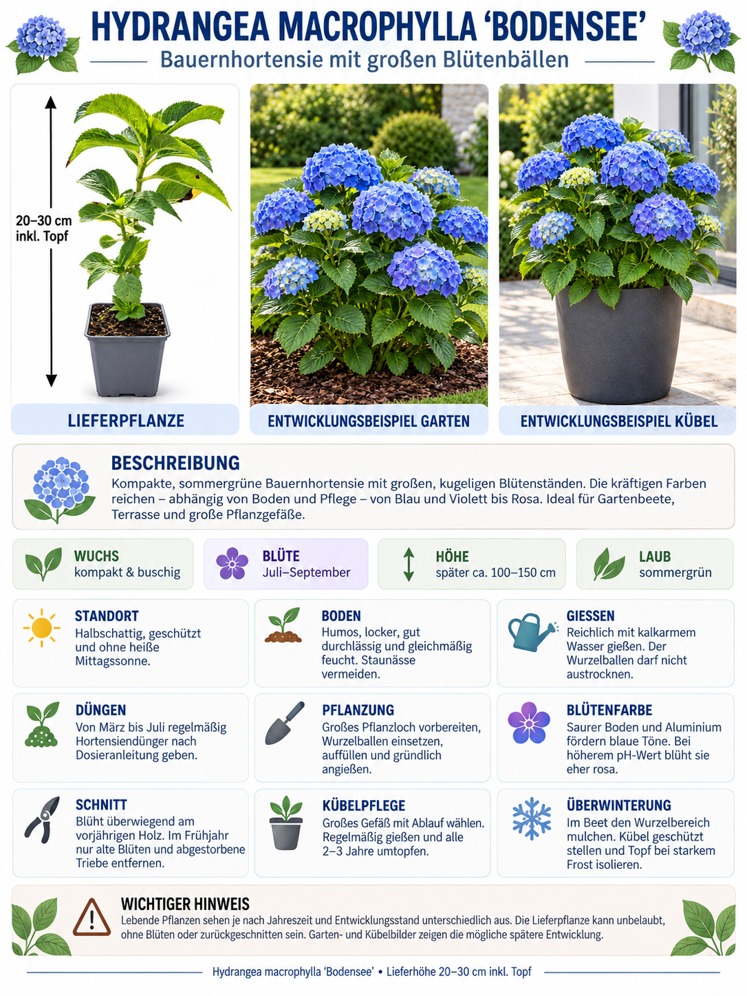 Hydrangea macrophylla 'Bodensee' - kulovitá hortenzie - nenáročná na péči - mrazuvzdorná - tmavě modré květy v kulatých tvarech
