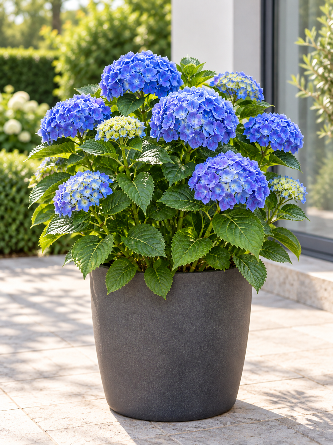 Hydrangea macrophylla 'Bodensee' - kulovitá hortenzie - nenáročná na péči - mrazuvzdorná - tmavě modré květy v kulatých tvarech