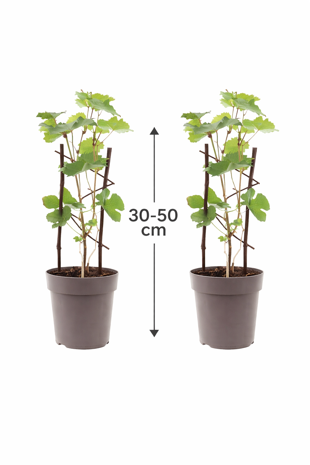 2 červené stolní hrozny 'Boskoop Glory' (Vitis vinifera) – mrazuvzdorná réva, 30–50 cm včetně květináče, aromatické hrozny do zahrady a na terasu