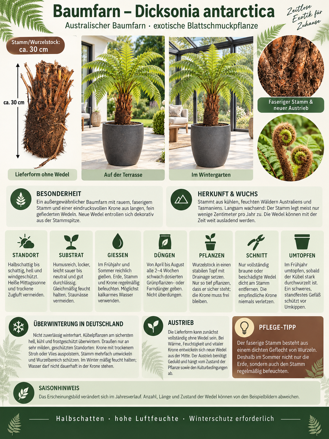 Baumfarn Dicksonia antarctica mit 30 cm Stamm – Australischer Taschenfarn für Kübel und Wintergarten