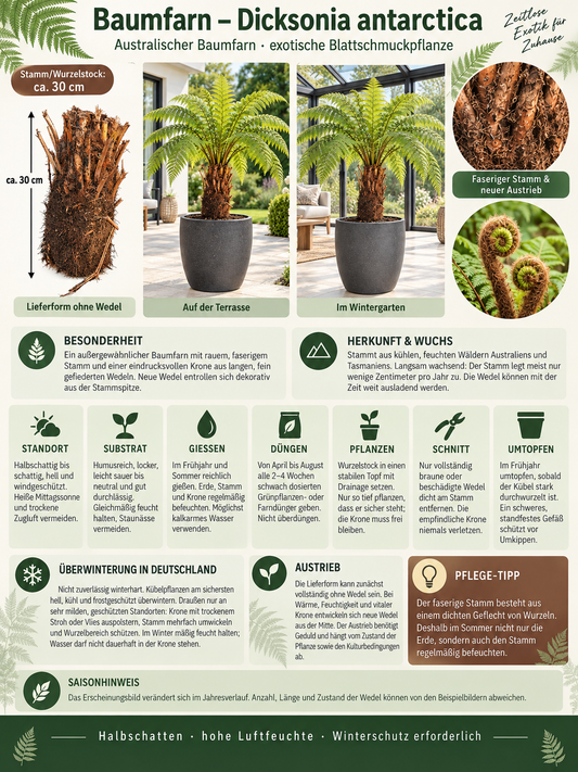 Baumfarn Dicksonia antarctica mit 30 cm Stamm – Australischer Taschenfarn für Kübel und Wintergarten