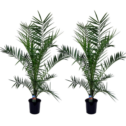 2 Stück 70-100 cm Phoenix canariensis kanarische Dattelpalme kanarische Dattelpalme kräftige Palmen keine Jungpflanzen / VERSANDKOSTENFREI