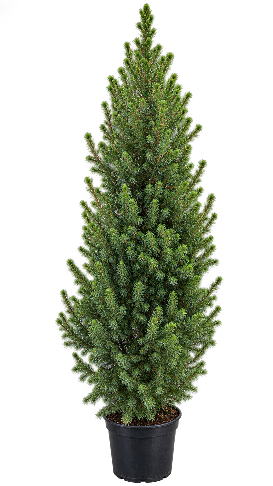 Zuckerhutfichte ‘Conica December’ – Picea glauca, immergrün & winterhart für Garten und Kübel – ca. 120 cm inkl. Topf