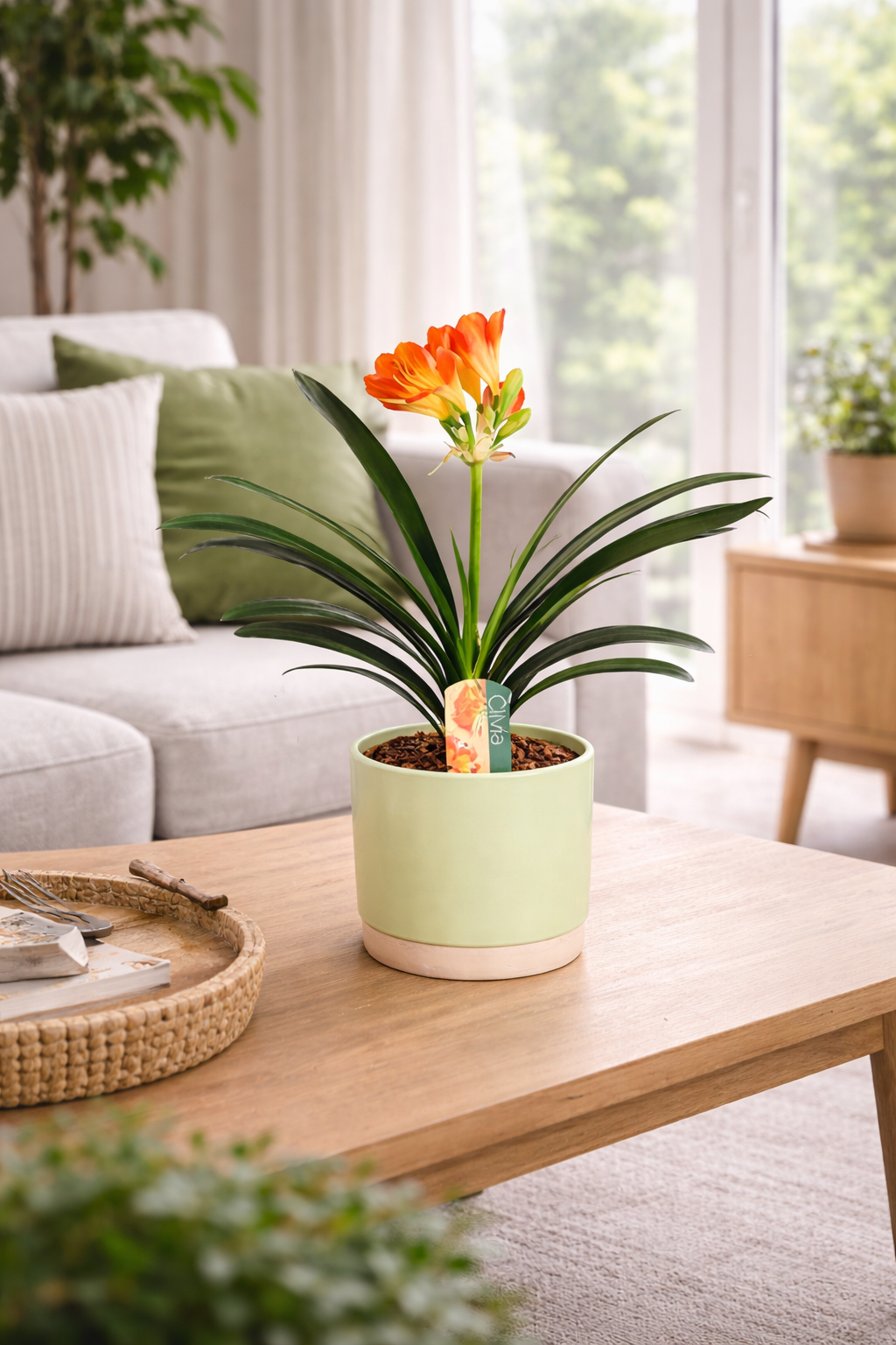 Clivia miniata - Klívie řemínková - Pokojová rostlina - Listnatá rostlina