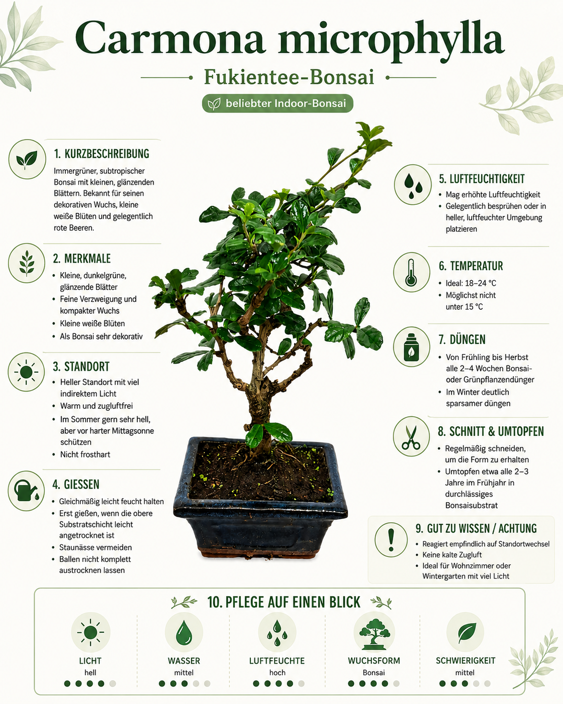 Carmona microphylla ca. 20 cm – Fukientee Bonsai Zimmerbonsai immergrün