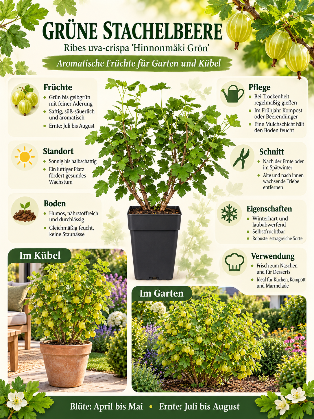 Grüne Stachelbeere ‘Hinnonmäki Grün’ 50–70 cm – Ribes uva-crispa, winterharter Beerenstrauch für Garten und Kübel