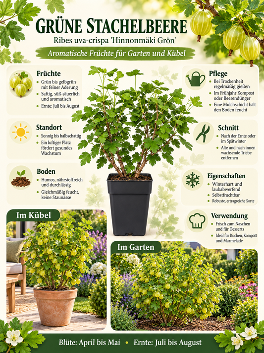 Grüne Stachelbeere ‘Hinnonmäki Grün’ 50–70 cm – Ribes uva-crispa, winterharter Beerenstrauch für Garten und Kübel