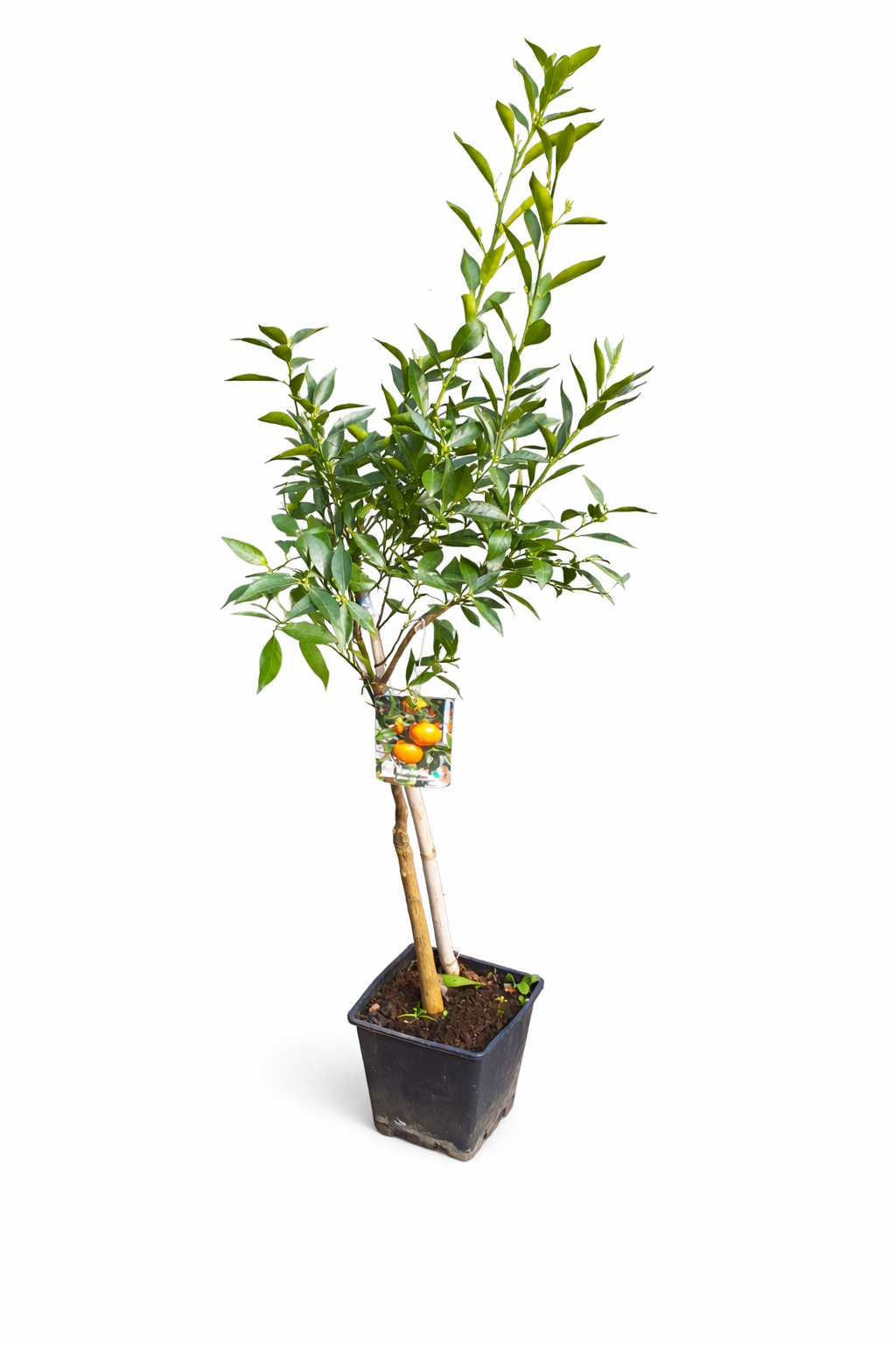 Pozdní mandarinky Ciaculli (Citrus reticulata) - 120-150 cm, sladkost ze Sicílie pro vaši zahradu