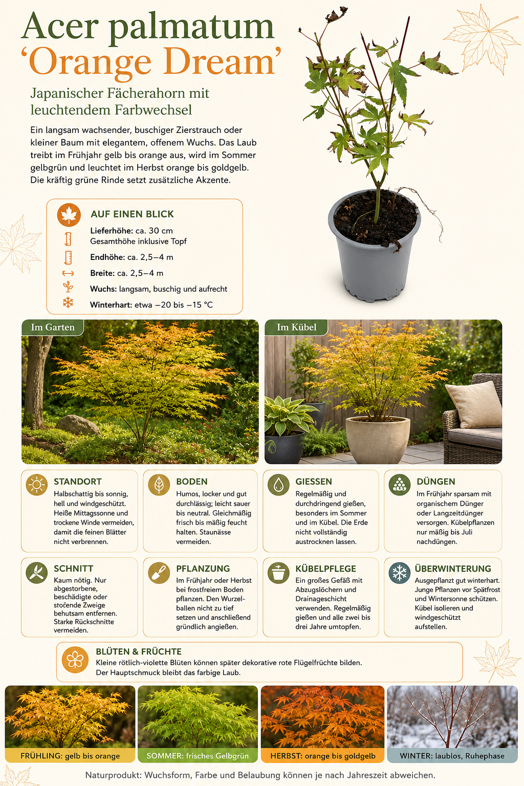 Acer palmatum ‘Orange Dream’ ca. 30 cm – Japanischer Fächerahorn mit leuchtender Herbstfärbung für Garten und Kübel
