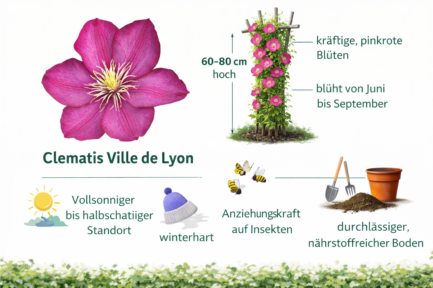 Waldrebe Clematis Ville de Lyon 60–80 cm – Kletterpflanze | Großblumige Clematis, winterhart, Garten & Balkon