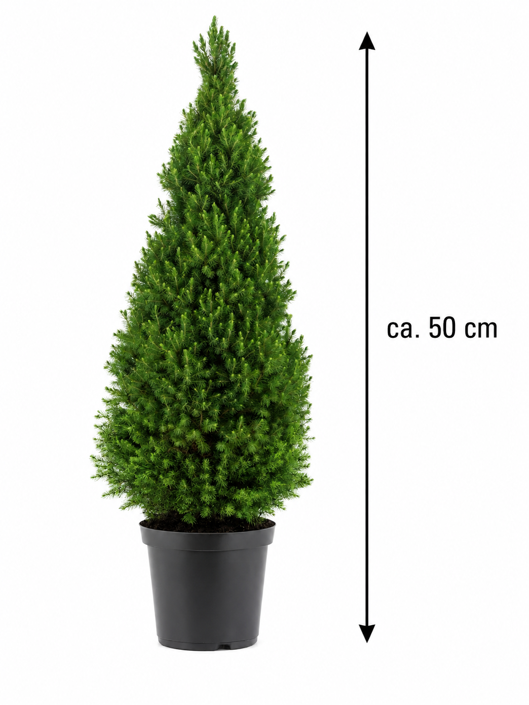 Zuckerhutfichte ‘Conica’ ca. 50 cm – Picea glauca, immergrüne Zwergfichte für Garten, Balkon & Kübel