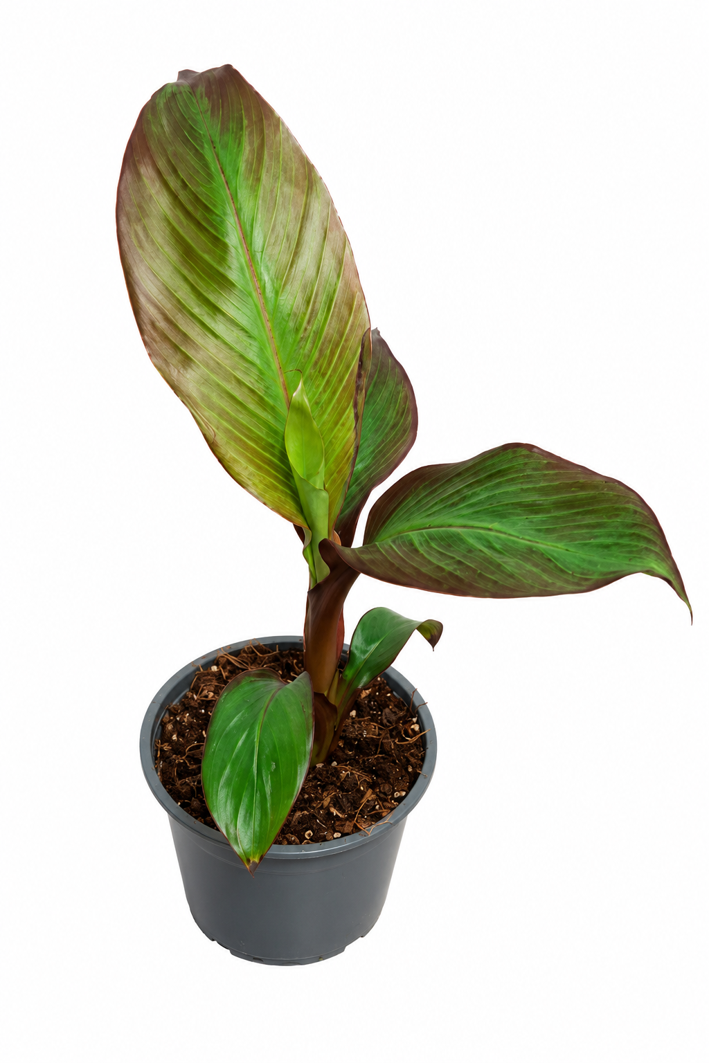 Rote Zierbanane (Ensete ventricosum 'Maurelii') 40–60 cm – Rotblättrige Bananenpflanze | Abessinische Banane | Exotische Kübelpflanze