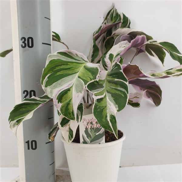 Calathea Fusion White 40-60 cm - Korbmarante - Grünpflanze - Zimmerpflanze - Haustierfreundlich