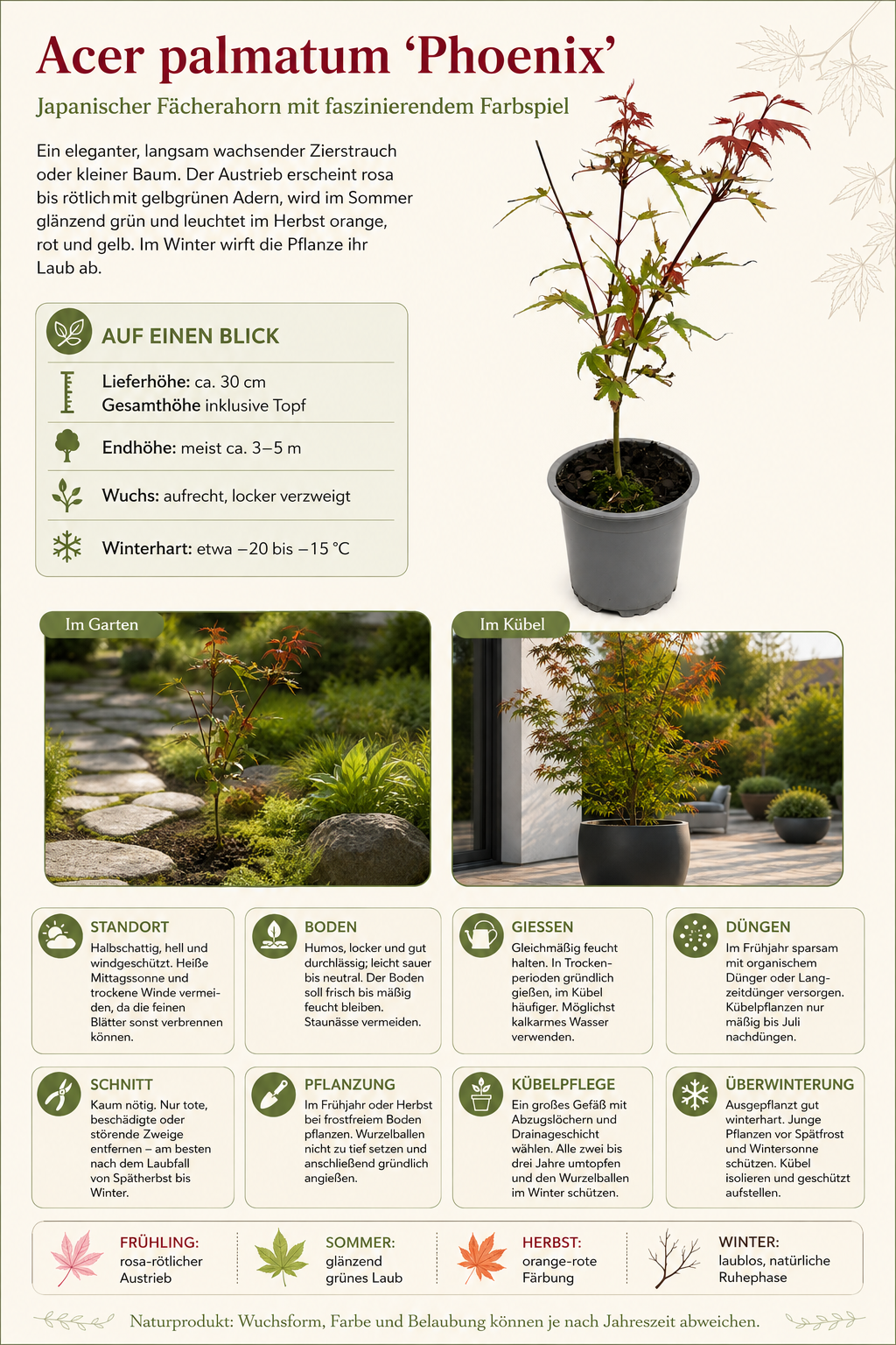 Acer palmatum Phoenix ca. 30 cm – Japanischer Fächerahorn, roter Zierahorn für Garten und Kübel