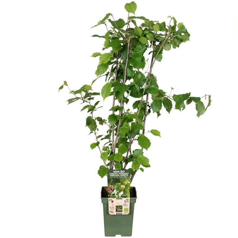 Haselnuss-Strauch Corylus ‘Webb’s Prize Cob’ – Edle Haselnuss Pflanze 100–120 cm im Container