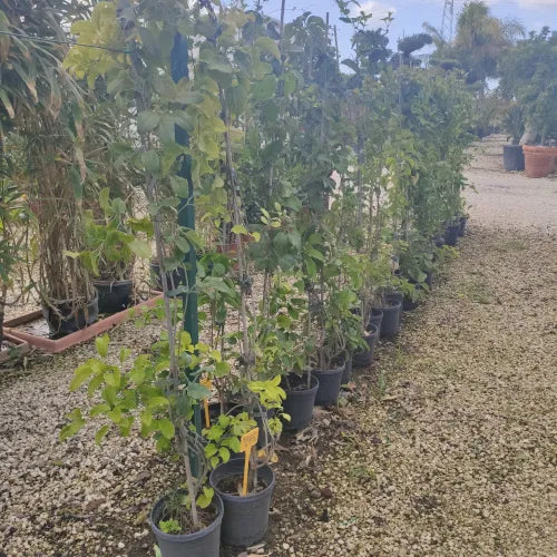 Kap-Geißblatt 150–200 cm – Bignonia capensis – Immergrüne Kletterpflanze mit leuchtenden Blüten