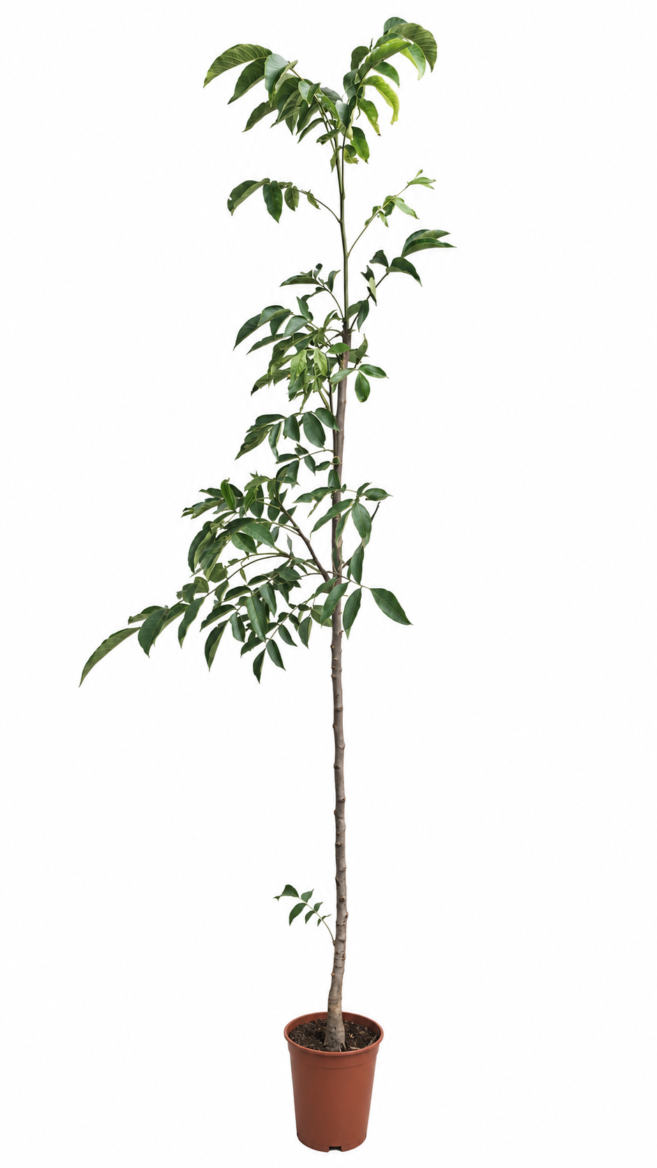 Walnussbaum ‘Komeet’ (Comet) ca. 200 cm – Juglans regia, winterharter Nussbaum und Obstbaum