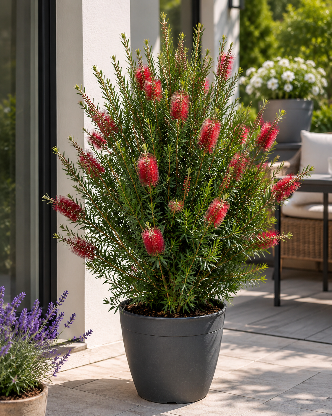 Callistemon Captain Cook 80-100 cm – Zylinderputzer Pfeifenputzerstrauch Australischer Flaschenbürstenstrauch