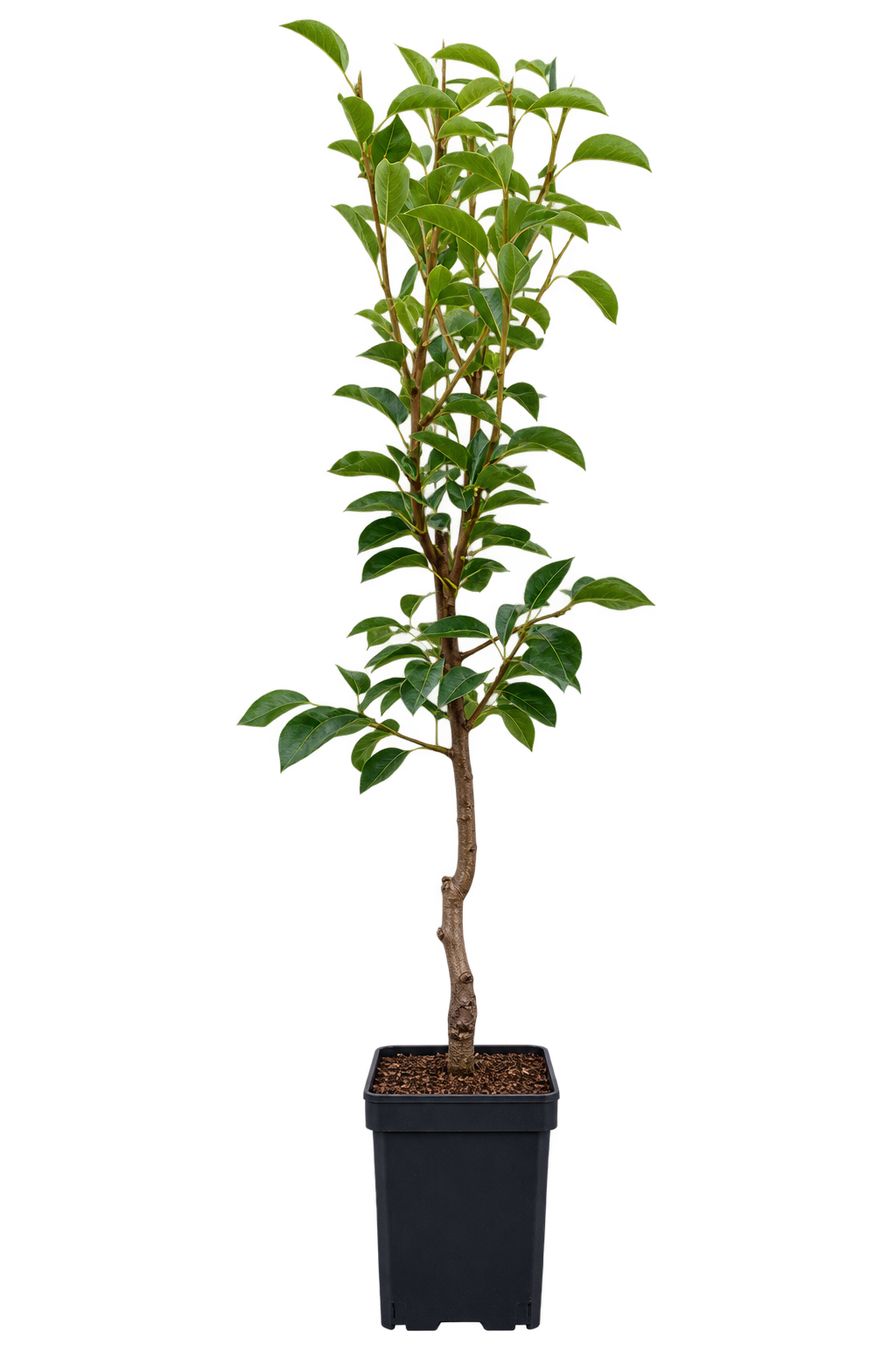 Pyrus communis 'Gieser Wildeman' 100-120 cm hrušeň hrušeň hruška vaření hruška