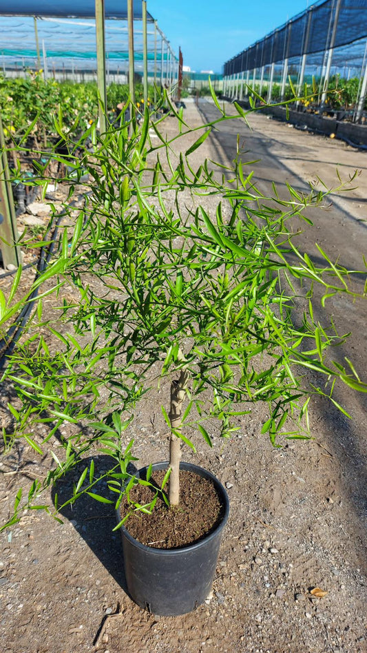 Eremocitrus glauca 70-90 cm - Australische Wüstenlimette Zitruspflanze Zitronenbaum Limette