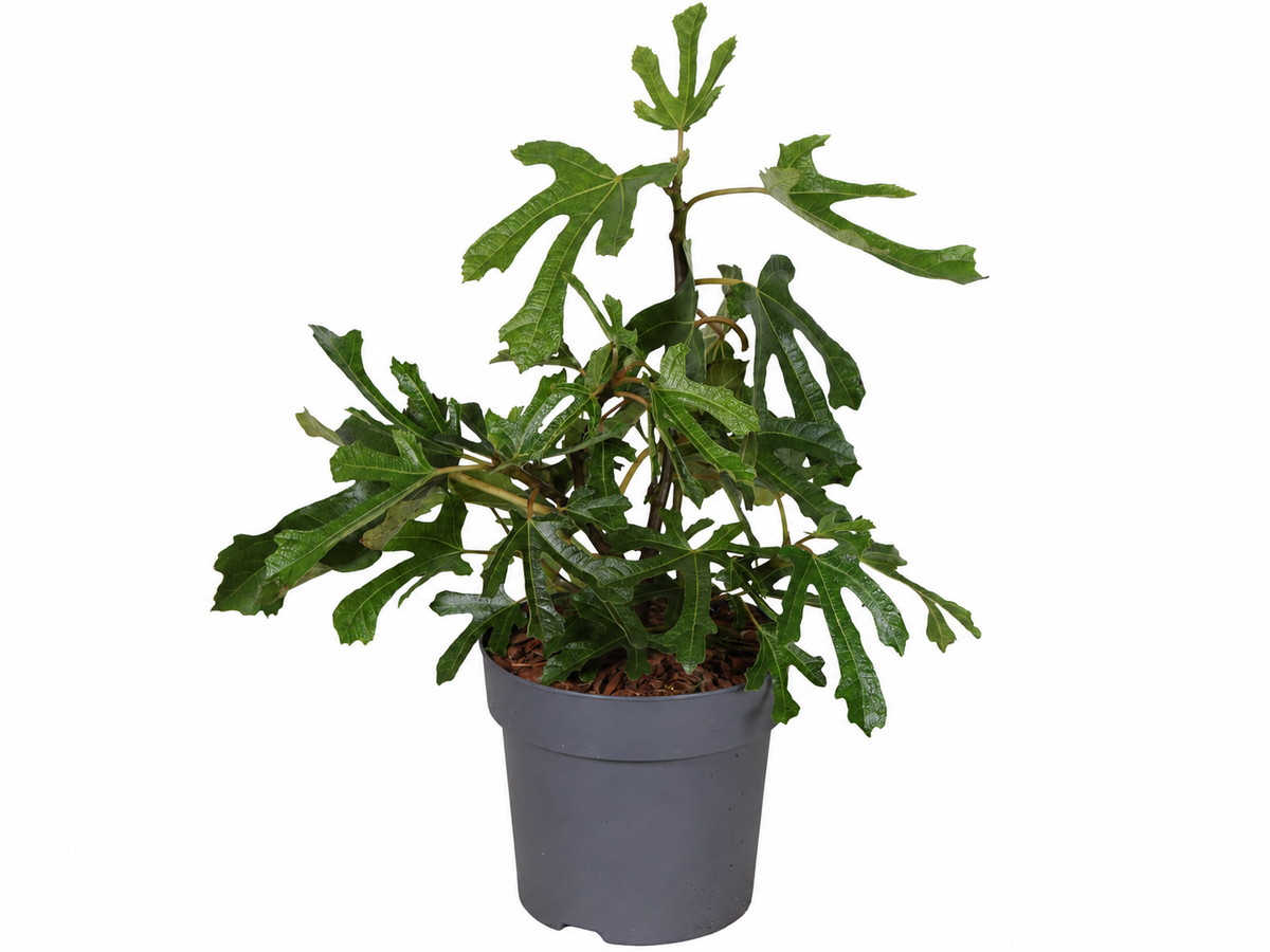 Zwergfeige ‘Little Miss Figgy’ – kompakter Feigenbaum (Ficus carica) im 3-Liter-Topf – winterharte Balkonfeige für Garten & Terrasse