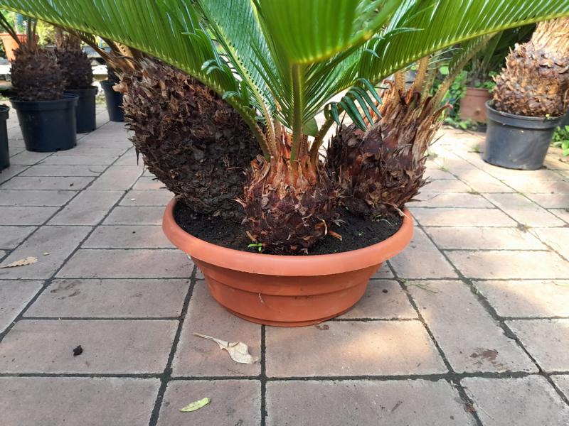 Cycas Revoluta - Schale 3 Pflanzen ca. 60 cm - Exotische Eleganz für Ihr Zuhause