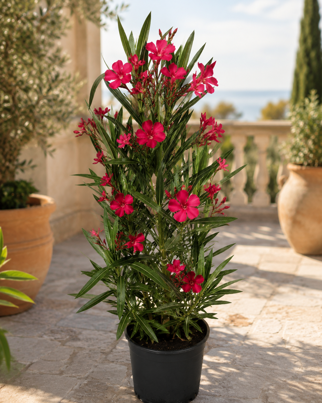 Nerium Oleander Rosso Semplice – Roter Oleander ca. 80 cm – Mediterrane Kübelpflanze mit Blütenpracht
