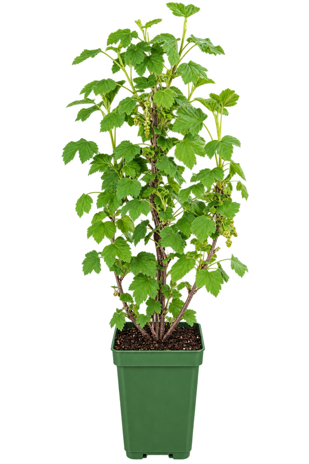 Rote Johannisbeere Jonkheer van Tets 50–70 cm – Ribes rubrum – winterharter Beerenstrauch mit aromatischen Früchten