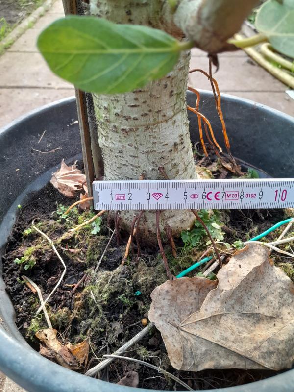 Ficus Benghalensis 120-140 cm dicker Stamm  Indische Banyanbaum-Pflanze für Ihr Zuhause – Pflegeleicht und Langlebig