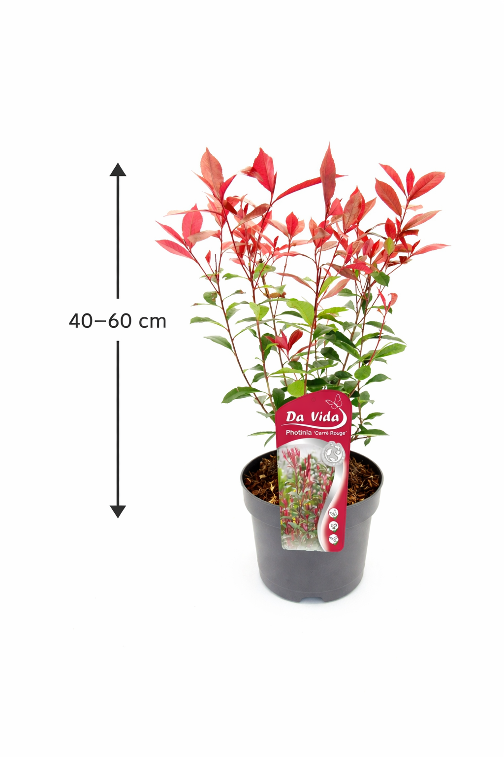 Glanzmispel Carré Rouge 40–60 cm – Rote Heckenpflanze, Photinia fraseri,  immergrün & winterhart