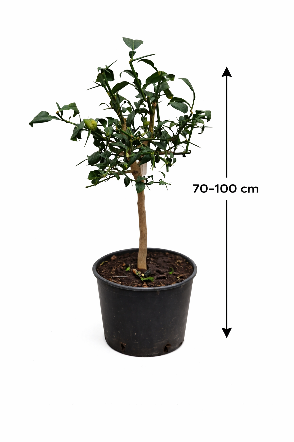 Yuzu Pflanze Citrus x junos 70-100 cm winterhart bis -12°C veredelt Japanische Zitrone frosthart