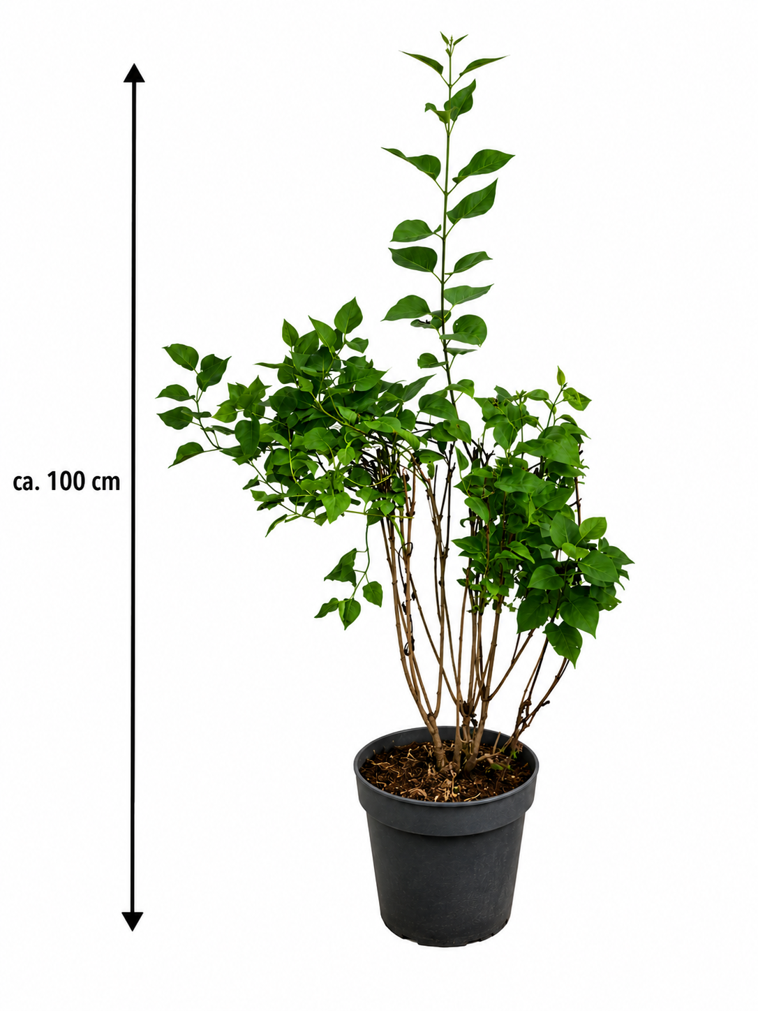 Syringa vulgaris Amethyst Flieder ca 100 cm Edel Flieder Duftflieder Gartenpflanze Blütenstrauch