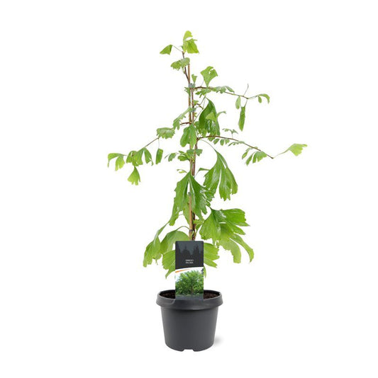 Ginkgo Baum (Ginkgo biloba) 40-60 cm - Älteste lebende Baumart