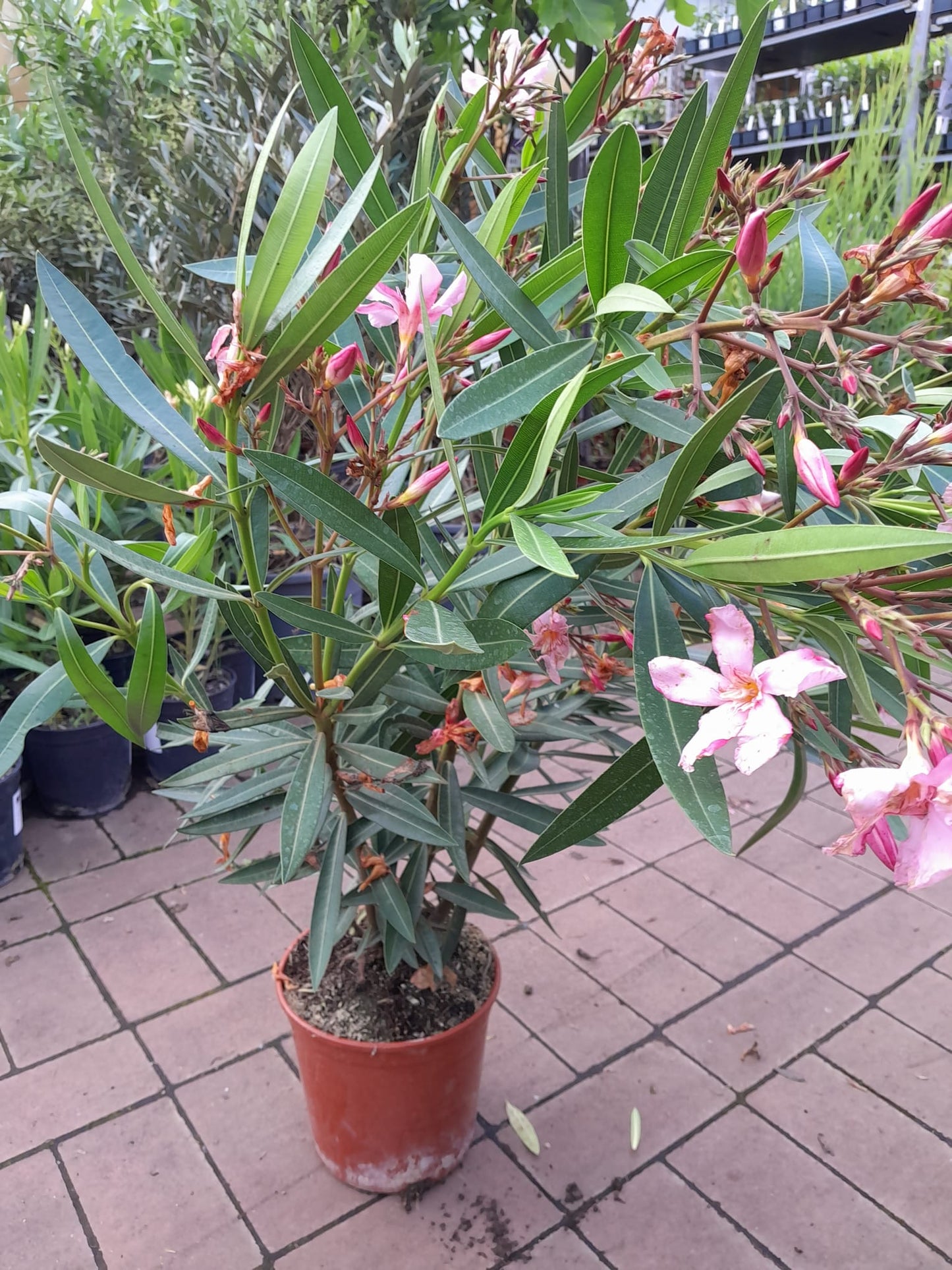 Oleander 80-100 cm Nerium oleander Rosa -Emile