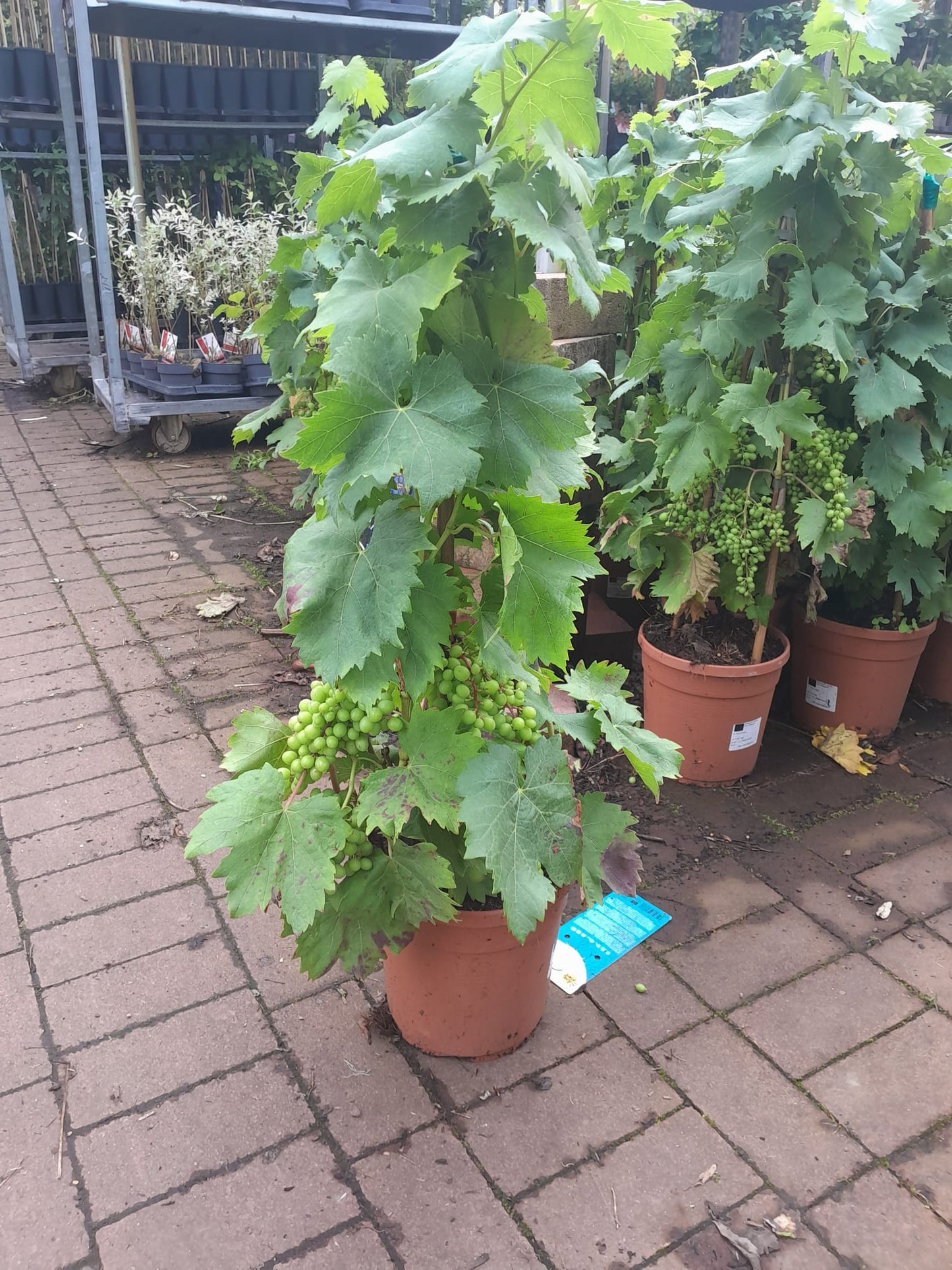 Vitis Vinifera 80-140 cm am Spalier mit Früchten - Weintrauben - Tafeltraube - Weinrebe - Kübelpflanze