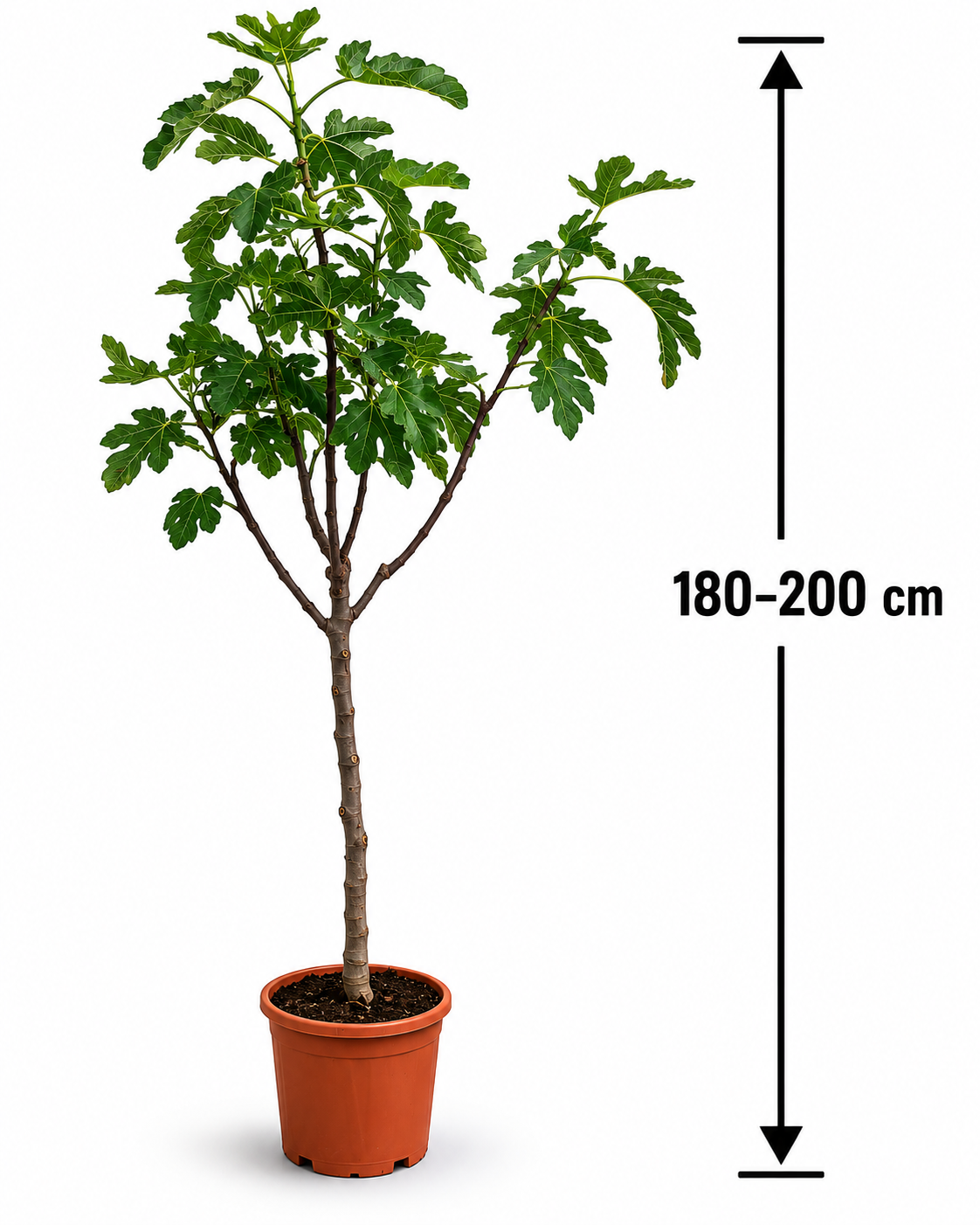 Ficus carica Fiorone Bianco Feigenbaum 180–200 cm XXL Feige mit dickem Stamm Winterharte Echte Feige Mediterraner Obstbaum