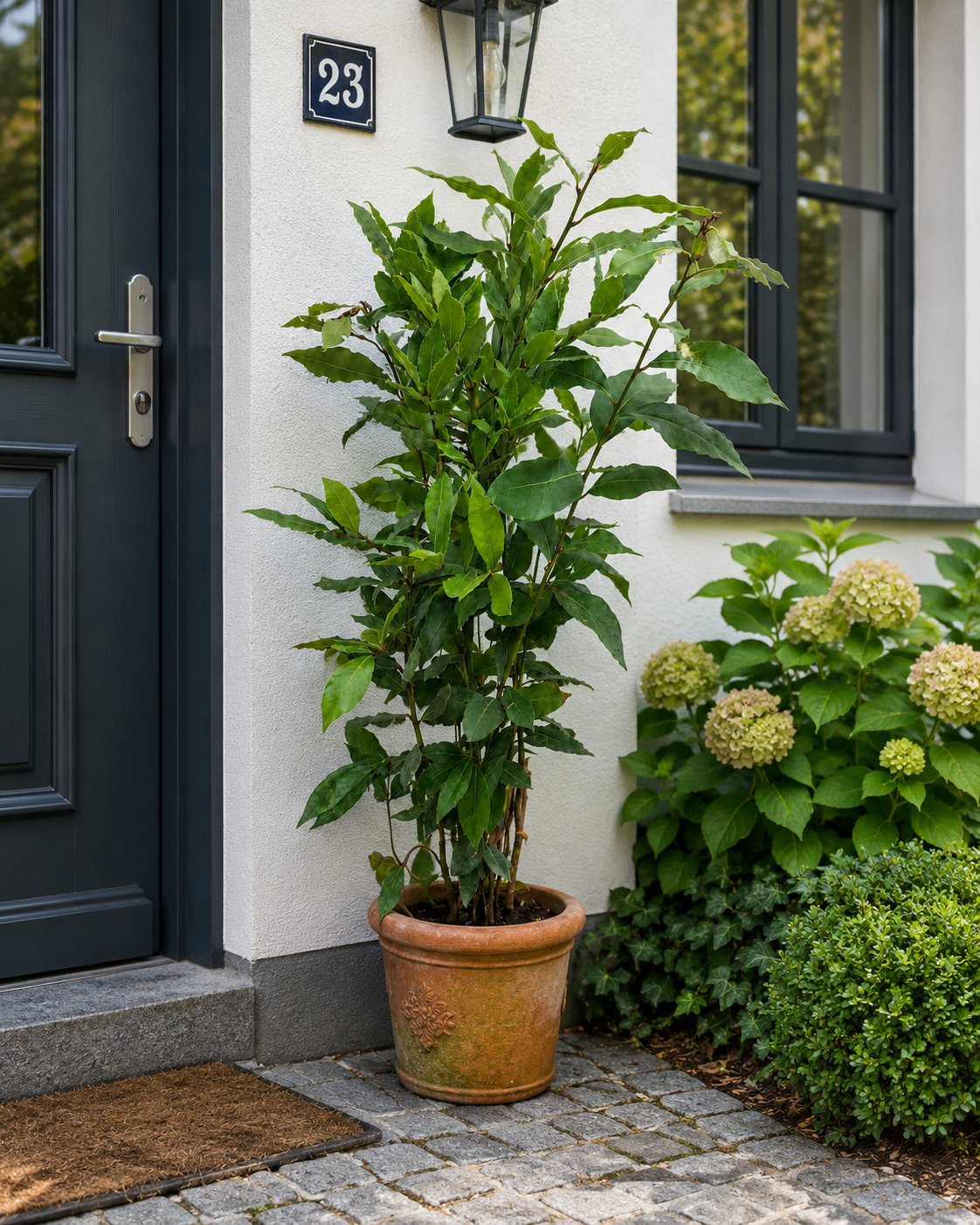 Echter Gewürzlorbeer (Laurus nobilis) – winterhart bis -10 °C, 60–80 cm inkl. Topf – aromatischer Lorbeerbaum für Garten & Küche