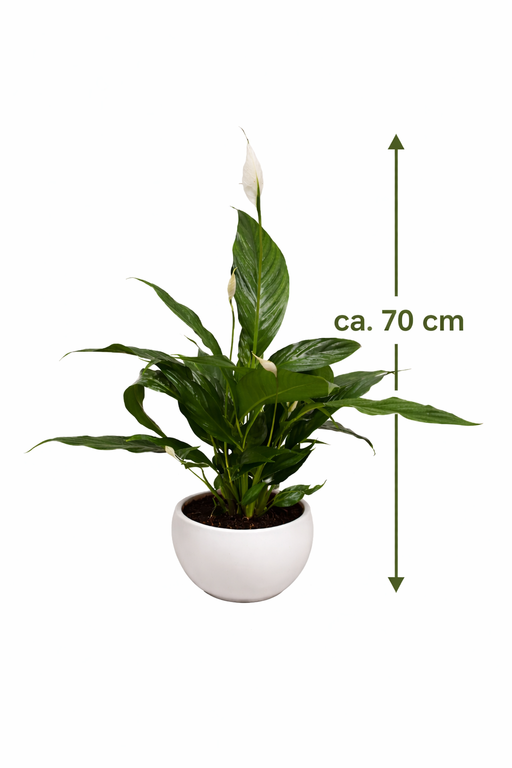 Spathiphyllum Chico ca 70 cm im Keramikuebertopf Friedenslilie Einblatt Zimmerpflanze luftreinigend pflegeleicht