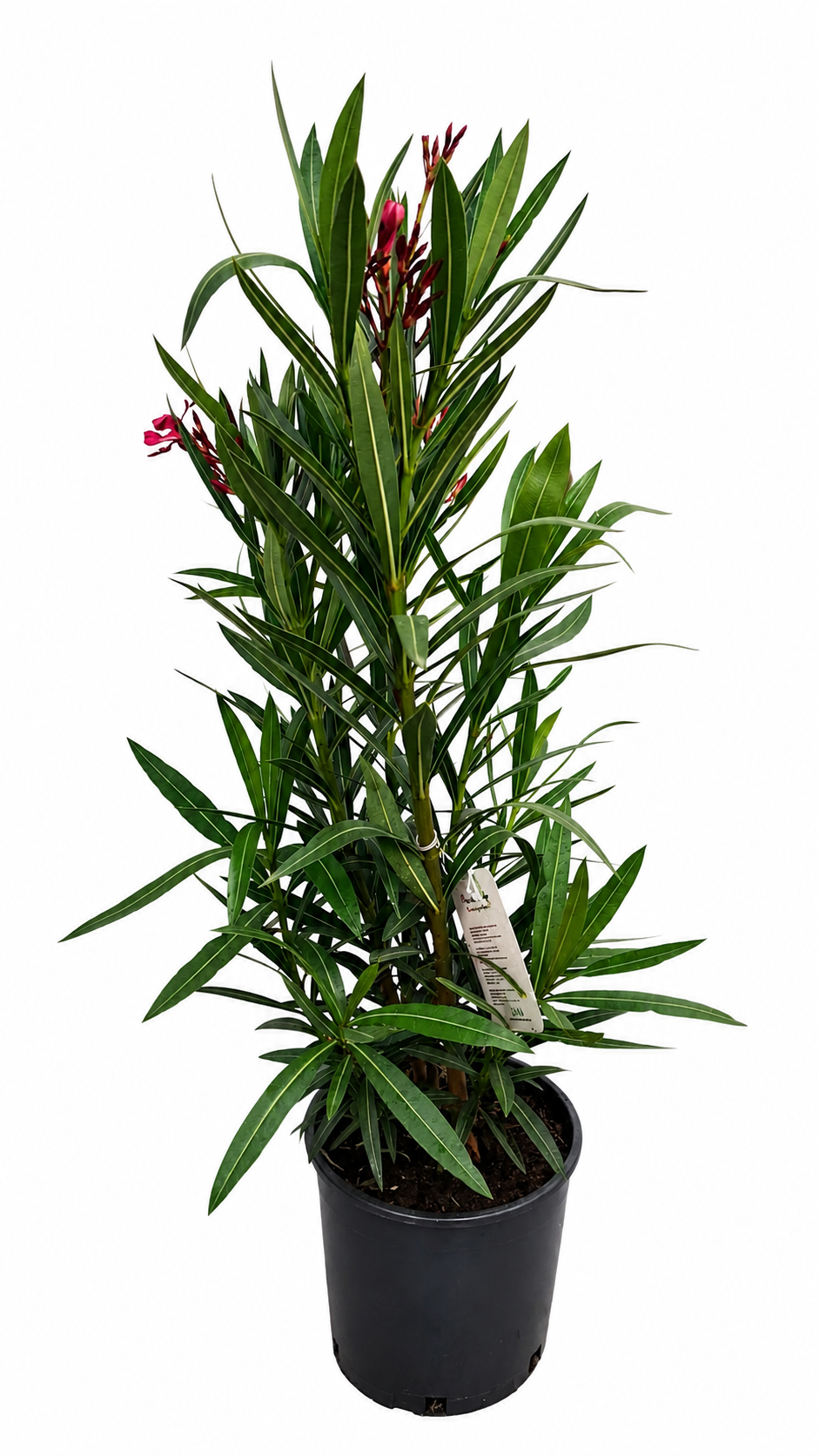 Nerium Oleander Rosso Semplice – Roter Oleander ca. 80 cm – Mediterrane Kübelpflanze mit Blütenpracht