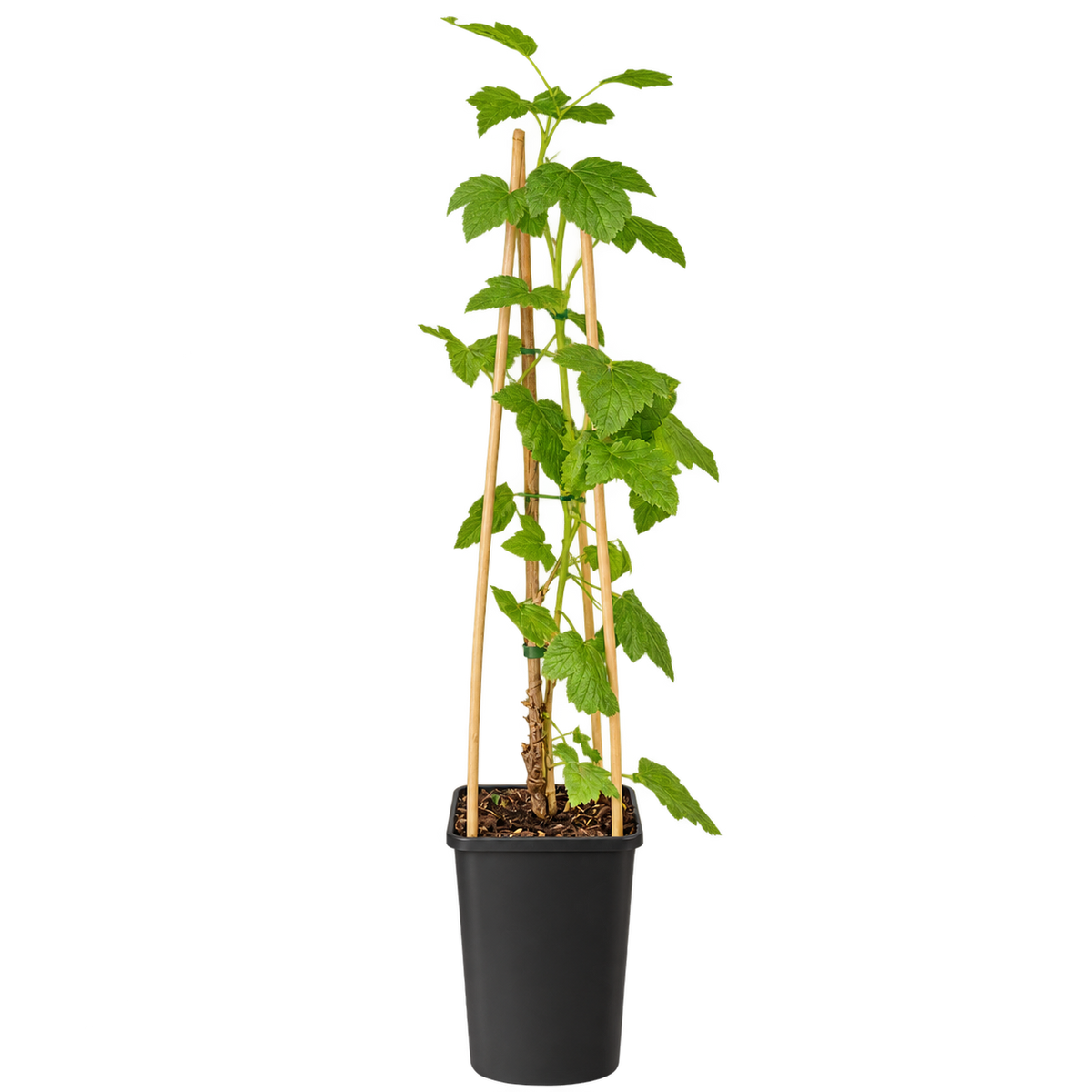 Schwarze Johannisbeere ‘Ben Sarek’ 50–70 cm – Ribes nigrum, kompakter winterharter Beerenstrauch für Garten & Kübel