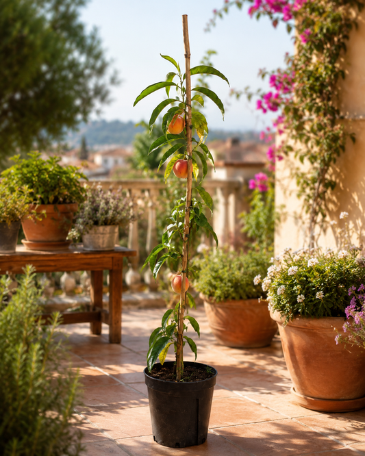 Pfirsichbaum Prunus persica ‘Precoce’ – früher Pfirsich, Obstbaum 100–140 cm, winterhart