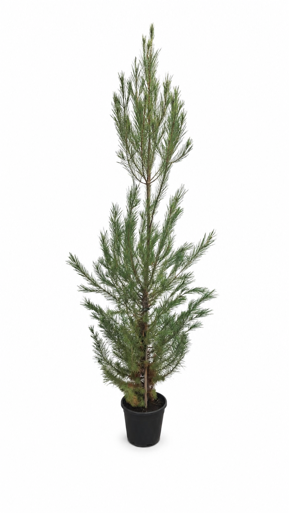 Aleppo-Kiefer ca. 200 cm – Pinus halepensis, mediterrane Kiefer für Garten, Terrasse und großen Kübel