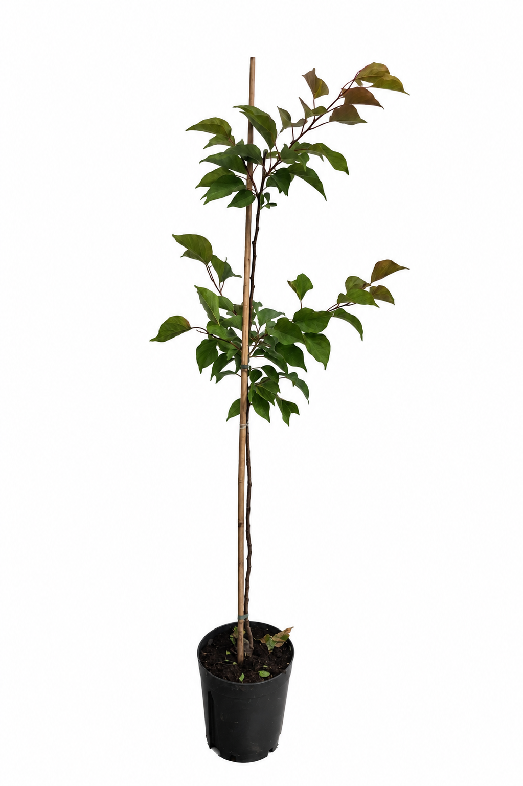 Prunus armeniaca Tirynthos Aprikosenbaum 100–140 cm – Winterharte Aprikose im Topf | Aprikosen Pflanze für Garten & Obstgarten