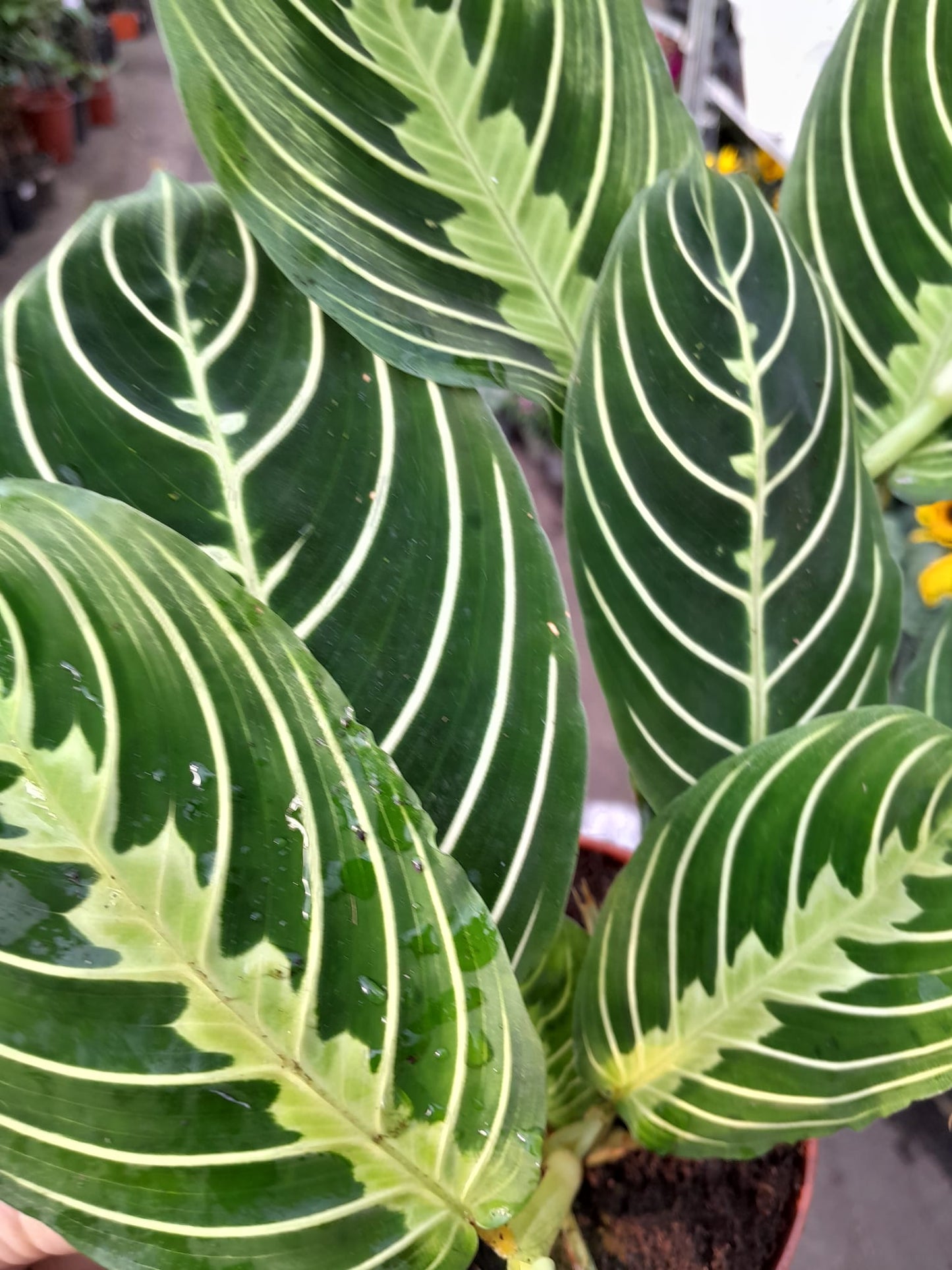 Maranta Leuconeura ‘Lemon Lime’ ca. 30 cm - limettengrüner Pfeilwurz - Zimmerpflanze