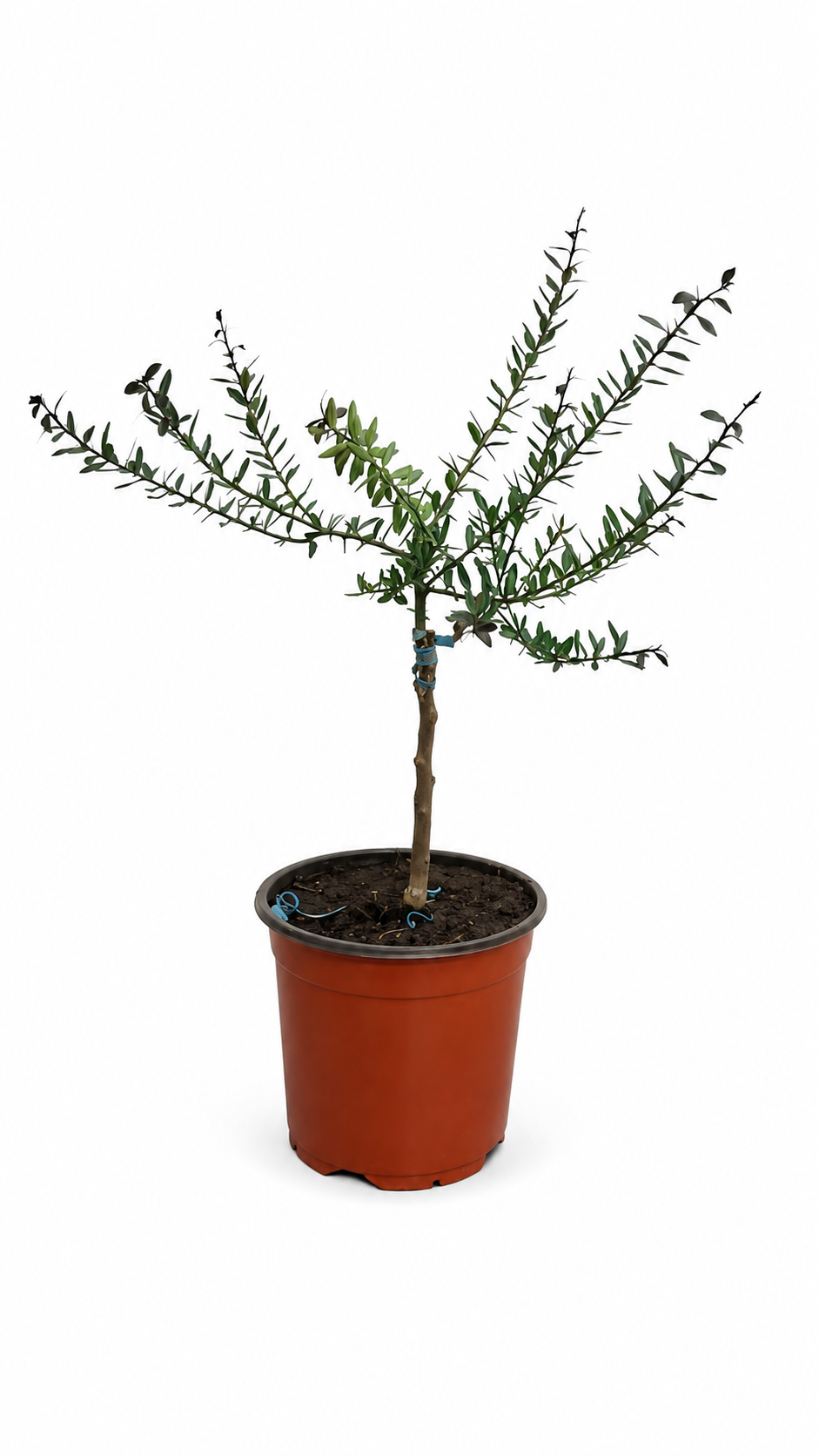 Australische Fingerlimette als Stämmchen ca. 50 cm – Microcitrus australasica, Kaviarlimette mit Limettenperlen