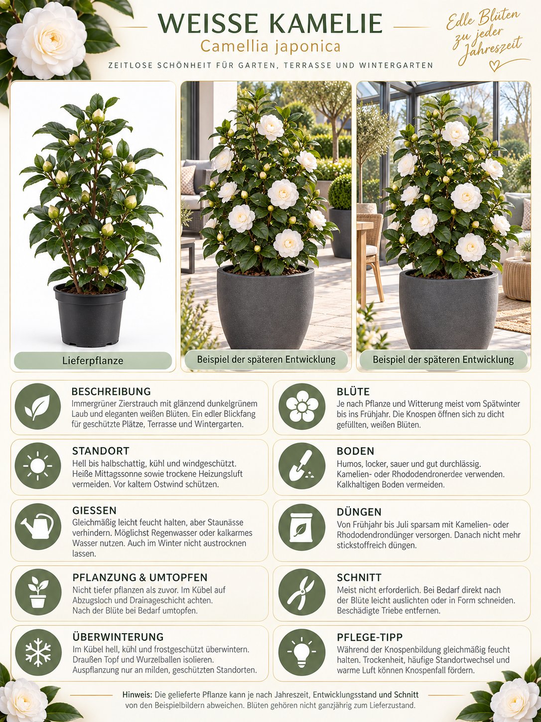Weiße Kamelie ca. 50 cm – Camellia, immergrüne Blütenpflanze für Garten, Terrasse und Kübel